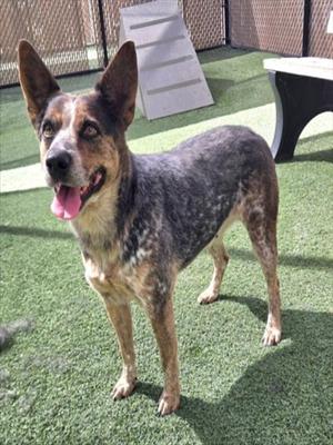 A dog standing on a green artificial turf surface, with its mouth open and tongue out, looking towards the camera. The dog has a speckled coat with a mix of black, brown, and gray fur, and pointed ears. In the background, there is a fence and some outdoor furniture.