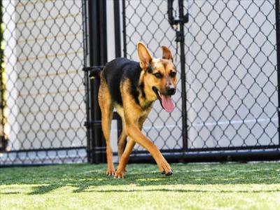 LOLA, Australian Cattle Dog/Blue Heeler, young, available for adoption