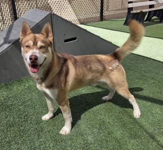 *SUNNY, Husky, adult, available for adoption