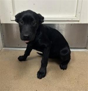 *MIRANDA, German Shepherd Dog, puppy, available for adoption