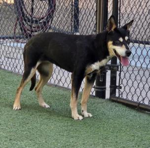 A black and tan dog standing on green artificial turf in front of a chain-link fence.