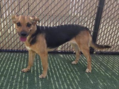 A dog with a black and tan coat standing on a green artificial turf surface in front of a chain-link fence.