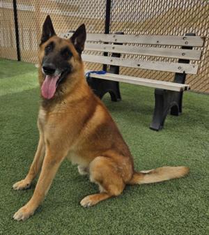 BULLET, Belgian Shepherd Malinois, adult, available for adoption