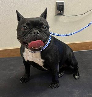 *ONYX, French Bulldog, adult, available for adoption
