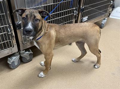 *WHISKEY, German Shepherd Dog, young, available for adoption