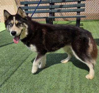 A husky dog standing on a green artificial turf surface, with a wooden bench and a fence in the background. The dog has a black and white coat, blue eyes, and its tongue is out.