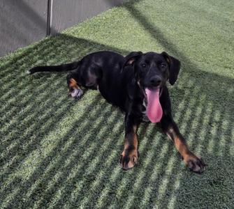 *BUMBLEBEE, German Shepherd Dog, puppy, available for adoption