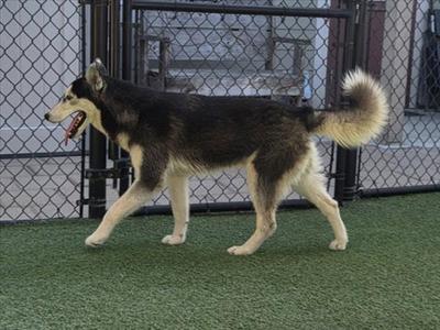 A black and white dog with a fluffy tail is walking on a green artificial turf surface. The dog has a chain-link fence in the background.