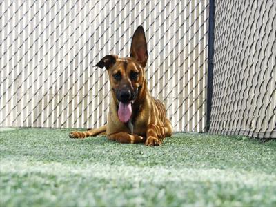 *LONGHORN, German Shepherd Dog, young, available for adoption