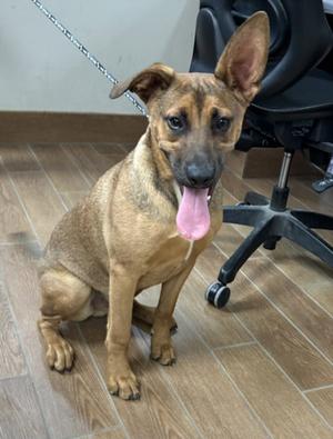 *LONGHORN, German Shepherd Dog, young, available for adoption