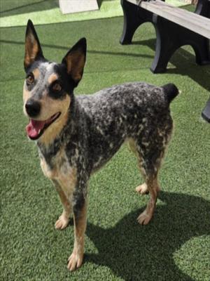 A blue heeler dog standing on artificial grass, looking towards the camera with its mouth open and tongue out.
