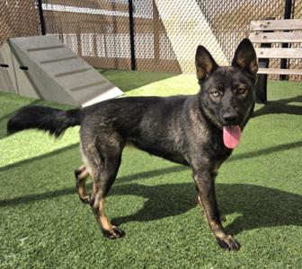 *NOUGAT, German Shepherd Dog / Siberian Husky, adult, available for adoption