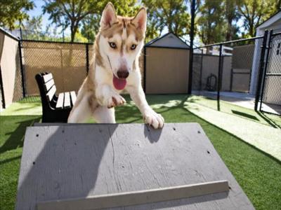 *COUGAR, Siberian Husky, young, available for adoption