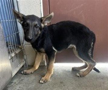 *DRAGON, German Shepherd Dog, young, available for adoption