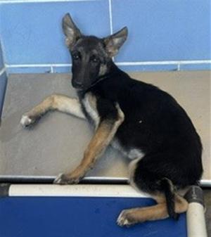 *PHOENIX, German Shepherd Dog, young, available for adoption
