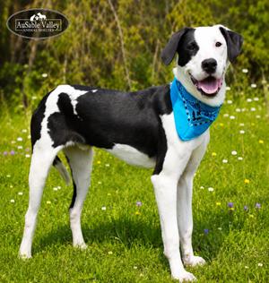 Tyson, Mixed Breed, young, available for adoption