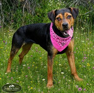 Dolly, Mixed Breed, adult, available for adoption