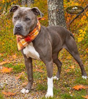 Layla, Mixed Breed, adult, available for adoption