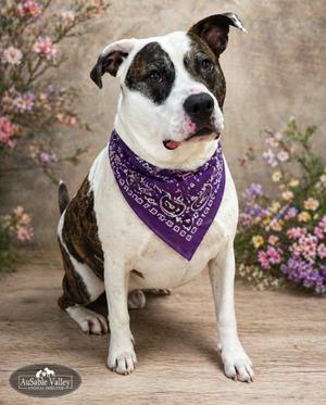 Moose, Mixed Breed, adult, available for adoption