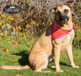Koda, Mixed Breed, adult, available for adoption