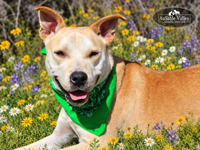Caramel, Mixed Breed, adult, available for adoption