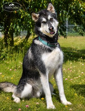 Rocket, Alaskan Malamute, adult, available for adoption