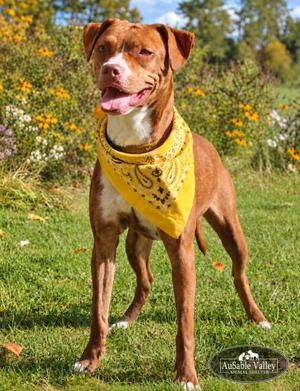 A brown dog wearing a yellow bandana stands in a grassy field with flowers in the background.