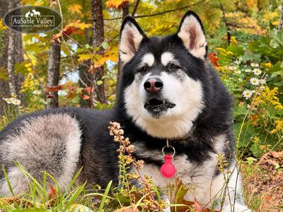 Skylar, Alaskan Malamute, adult, available for adoption