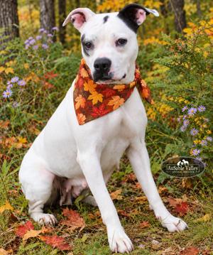 Harper, Mixed Breed, adult, available for adoption
