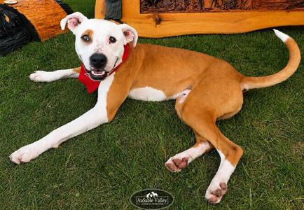 Bacon, Mixed Breed, young, available for adoption