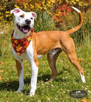 Bacon, Mixed Breed, young, available for adoption