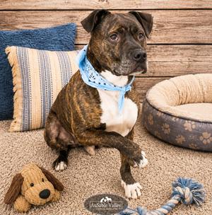 Meatball, Mixed Breed, senior, available for adoption