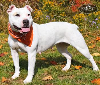 Peaches, Mixed Breed, adult, available for adoption