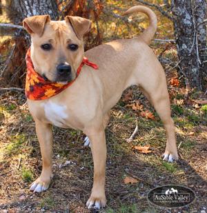 Hula, Mixed Breed, adult, available for adoption