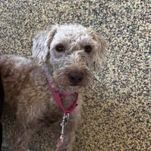 A fluffy, light brown dog with a pink collar and leash, standing on a speckled floor.