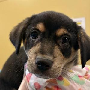 Flufferton, Australian Cattle Dog / Blue Heeler / Mixed Breed, adult, available for adoption