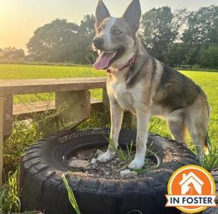 Beauty, Australian Shepherd / Husky, adult, available for adoption