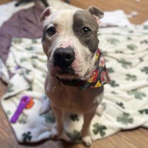 Cake, Mixed Breed, adult, available for adoption