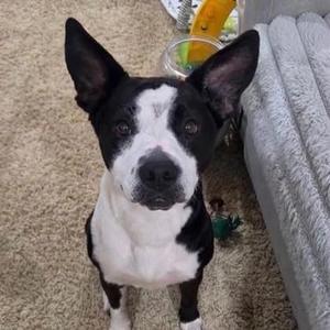 Annie, Mixed Breed, adult, available for adoption