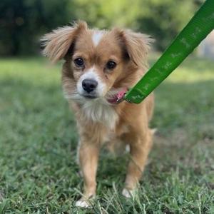 A small brown and white dog with floppy ears is walking on a green leash in a grassy area.