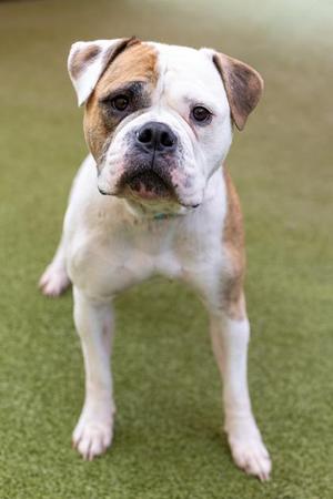 A white and brown dog standing on a green surface