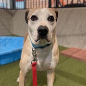 Leonardo, Boxer / Mixed Breed, adult, available for adoption