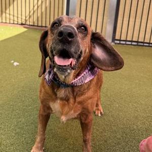 A brown dog with floppy ears and a purple bandana, standing on a green surface.