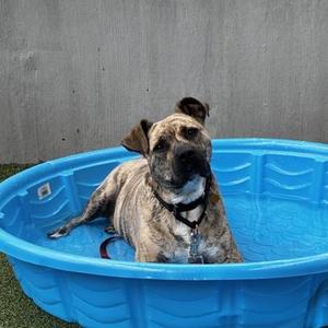Gotti, Mixed Breed, adult, available for adoption