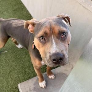 Knuckles, Mixed Breed, adult, available for adoption