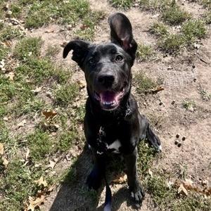 Ellie, Cane Corso / Mixed Breed, puppy, available for adoption
