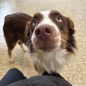 Bowie, Australian Shepherd / Mixed Breed, adult, available for adoption