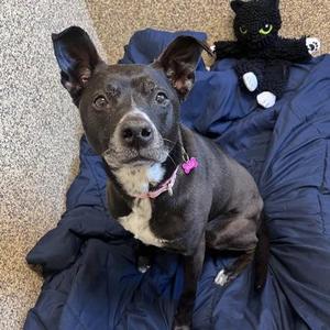 Daisy, Mixed Breed, adult, available for adoption