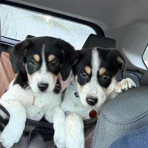 Bounce, Australian Cattle Dog / Blue Heeler / Mixed Breed, adult, available for adoption