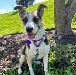 Calli, Mixed Breed, adult, available for adoption